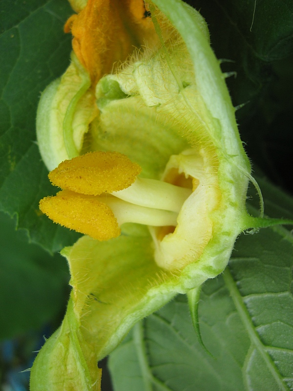 Image of Cucurbita pepo specimen.