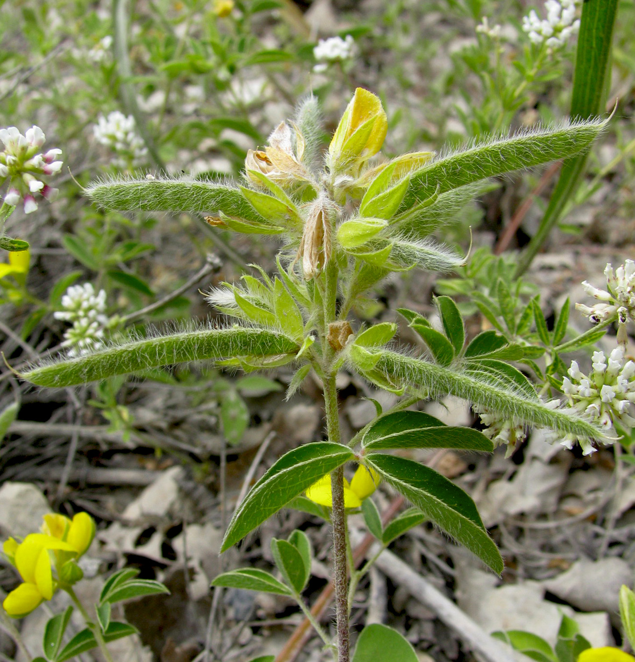 Image of Argyrolobium biebersteinii specimen.