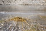 Deschampsia cespitosa. Отплодоносившее растение, частично вмёрзшее в лёд. Кавказский биосферный заповедник, юго-восточный отрог Оштена, высокогорное плато, выс. ≈ 2300 м н.у.м., на берегу карового озера Оштен-Восточное. 31.10.2015.