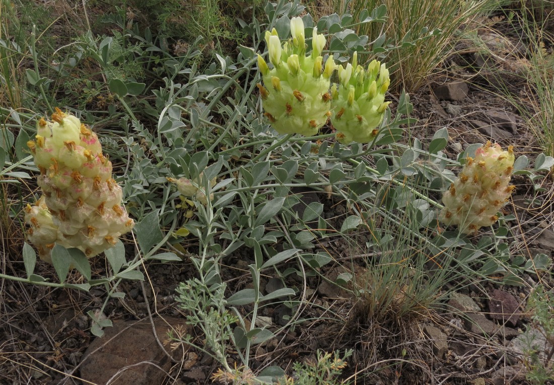 Изображение особи Astragalus petropylensis.