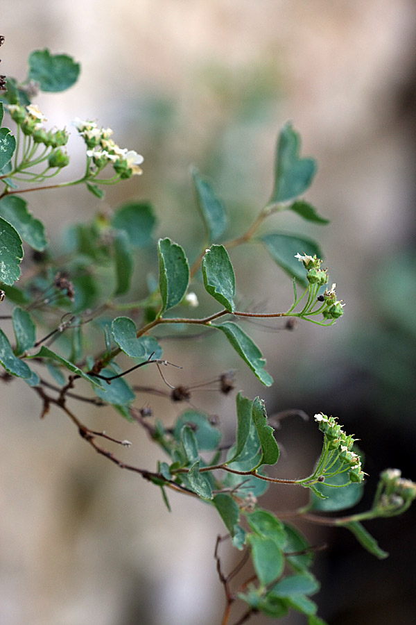 Image of Spiraea pilosa specimen.