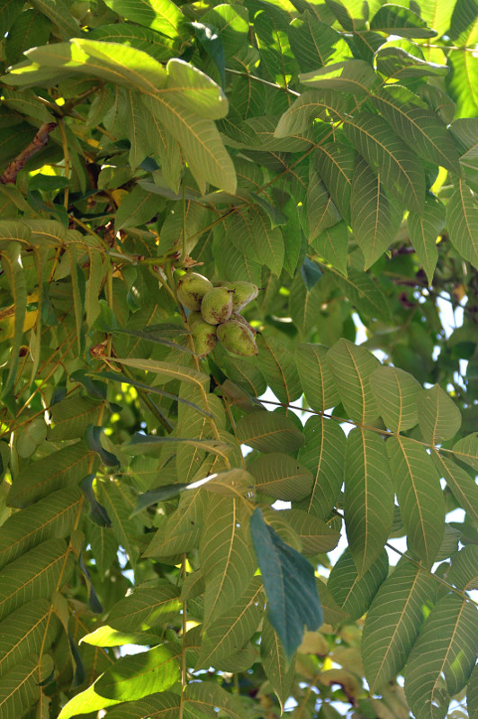 Изображение особи Juglans mandshurica.