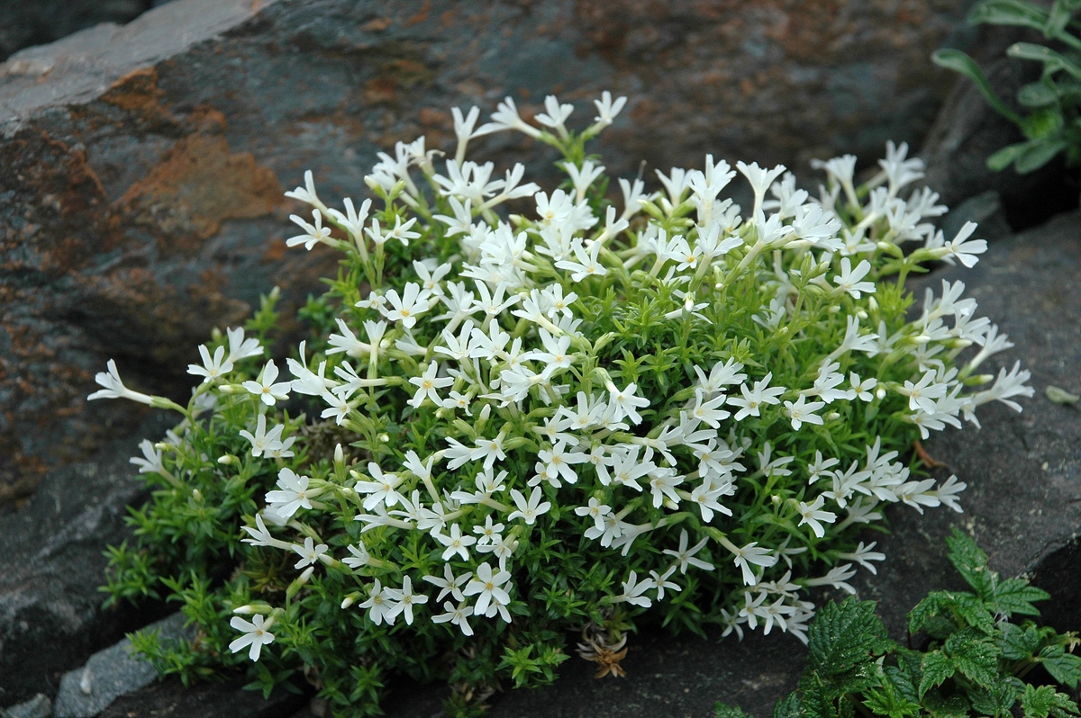 Image of Phlox covillei specimen.