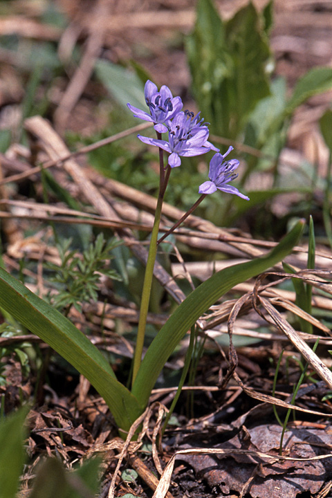 Изображение особи Scilla bifolia.