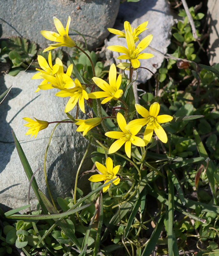 Image of Gagea tenera specimen.