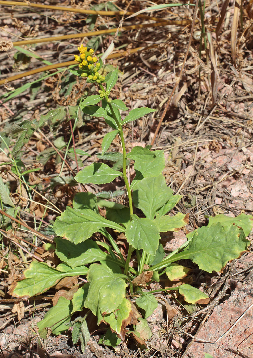 Image of Solidago virgaurea ssp. dahurica specimen.
