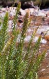 Clementsia semenovii