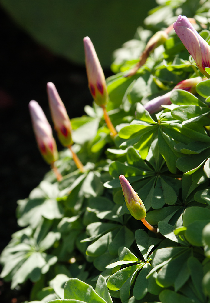 Изображение особи Oxalis adenophylla.