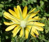 Image of taxon representative. Author is Тамара Риб