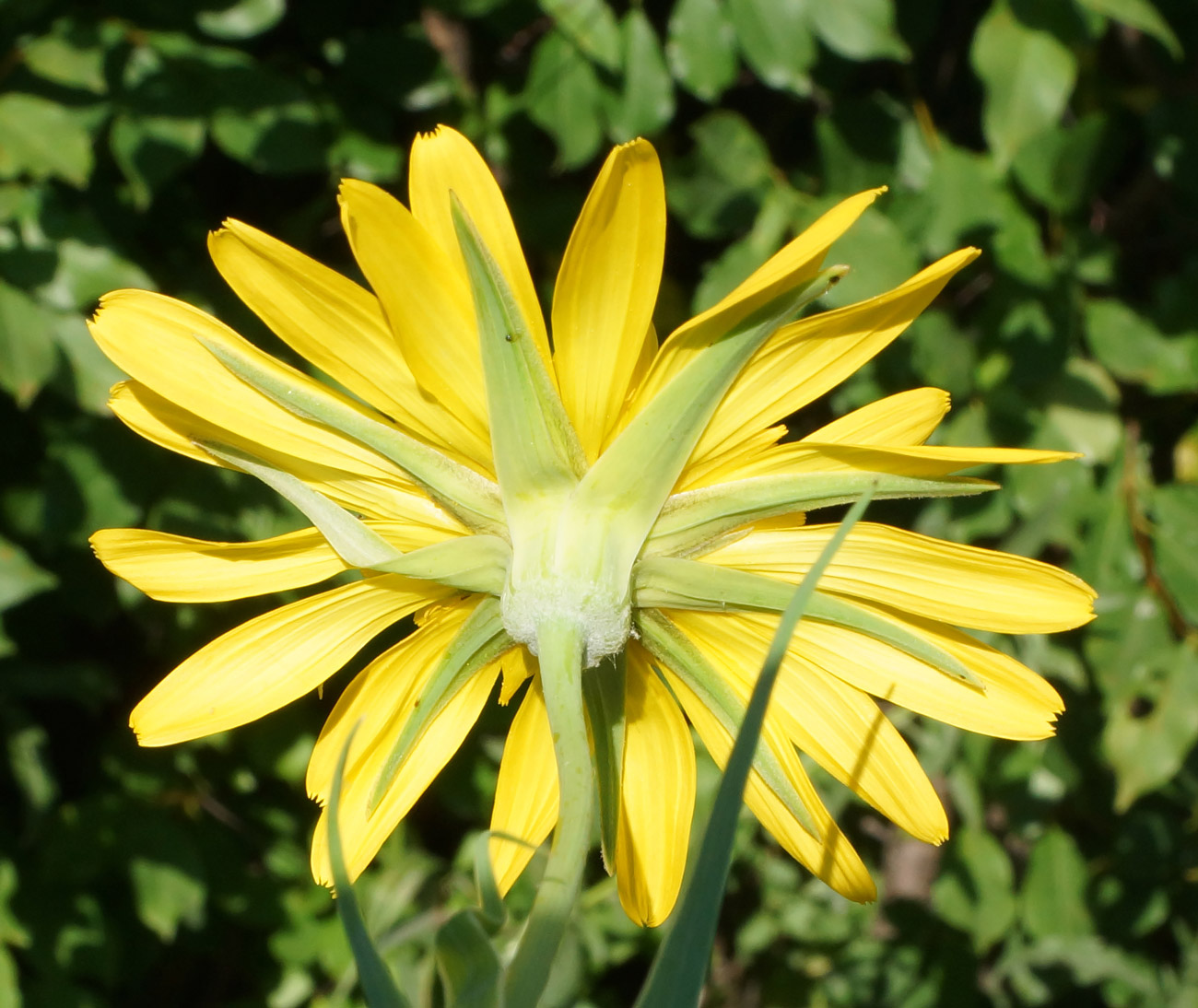 Изображение особи Tragopogon orientalis.