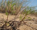 Artemisia arenaria. Побеги. Краснодарский край, Анапский муниципалитет, с. Витязево, дюна Витязевской косы. 21.08.2015.