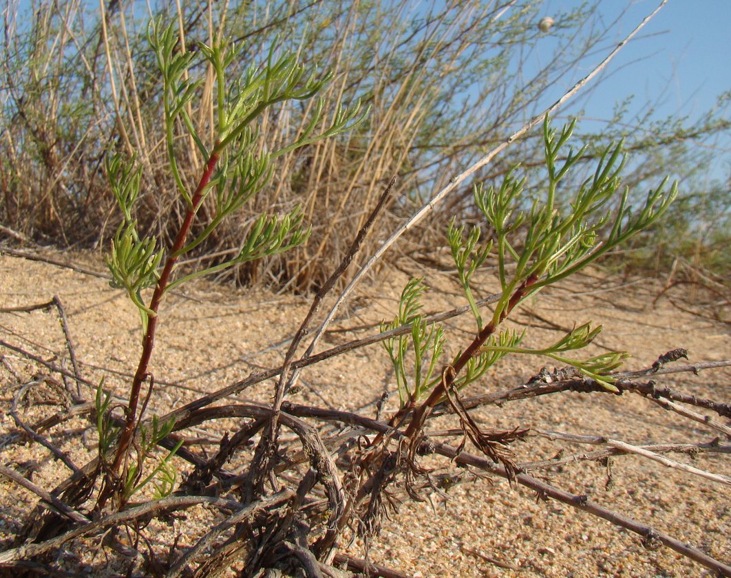 Image of Artemisia arenaria specimen.