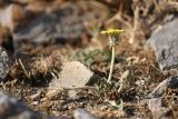 Taraxacum turcomanicum. Цветущее растение. Южный Казахстан, горы Алатау (Даубаба), Карьерное ущелье. 13.08.2014.