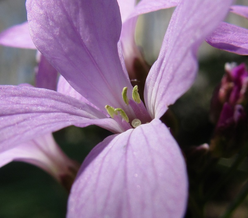 Image of Cardamine quinquefolia specimen.