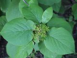 Viburnum lantana. Вершина побега с формирующимися плодами. Санкт-Петербург. 06.06.2009.