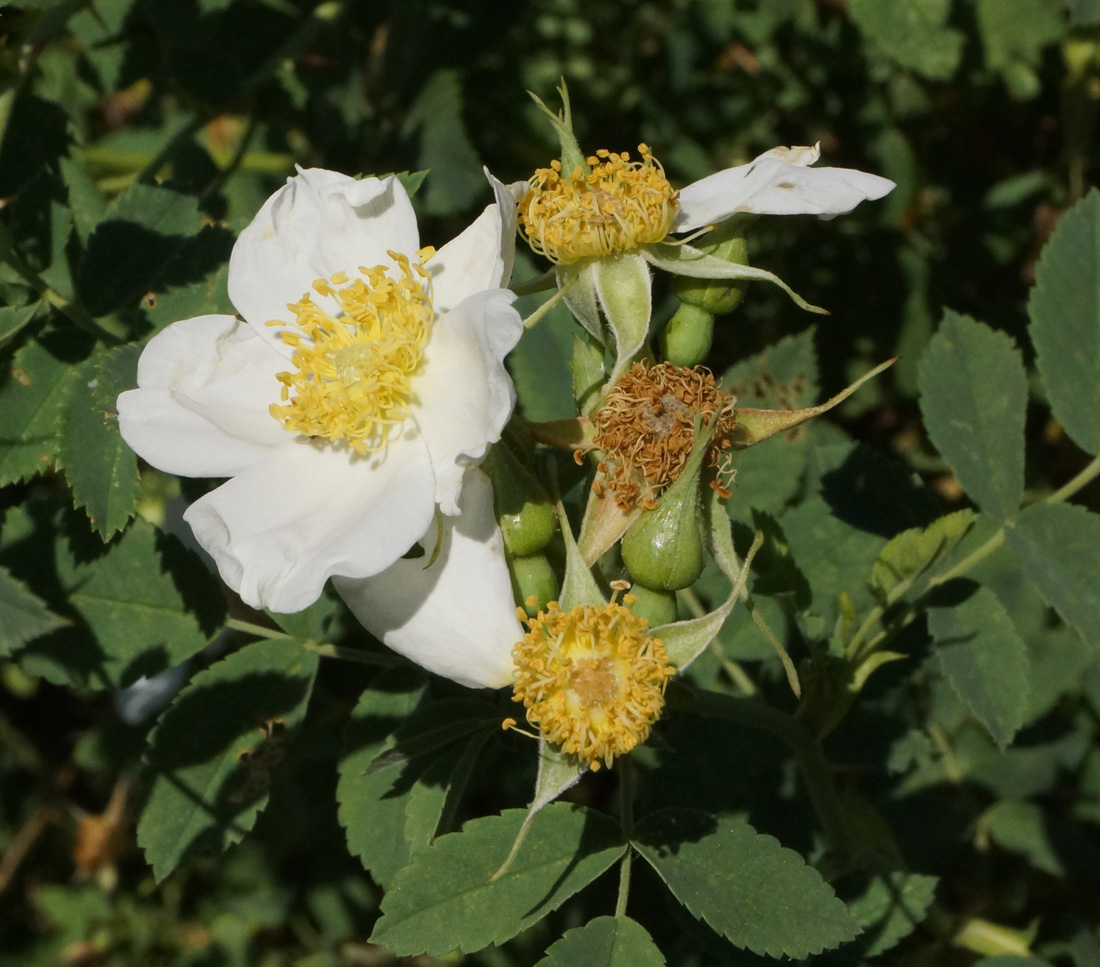 Image of Rosa laxa specimen.