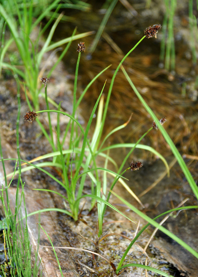 Image of genus Carex specimen.