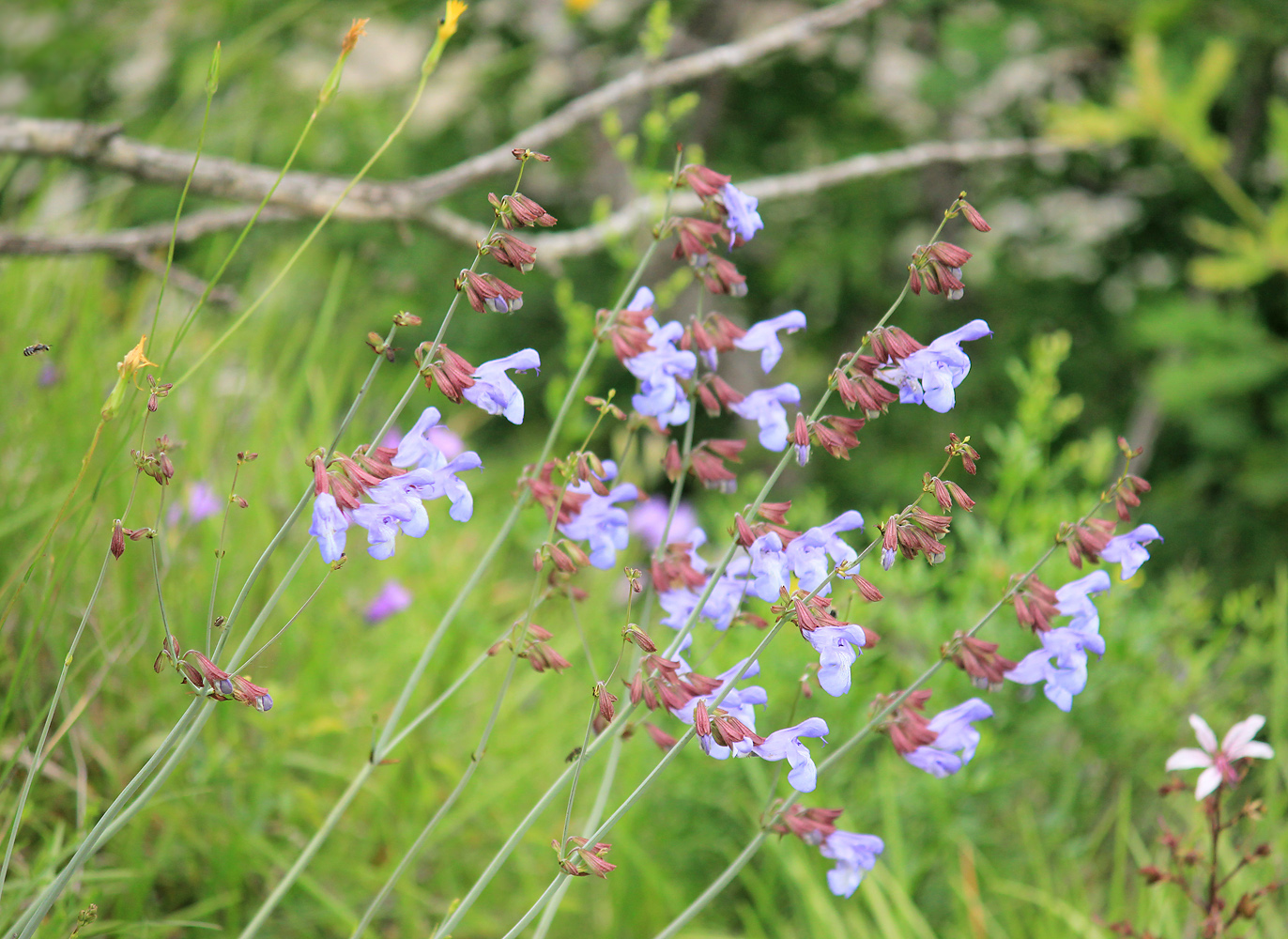 Изображение особи Salvia ringens.