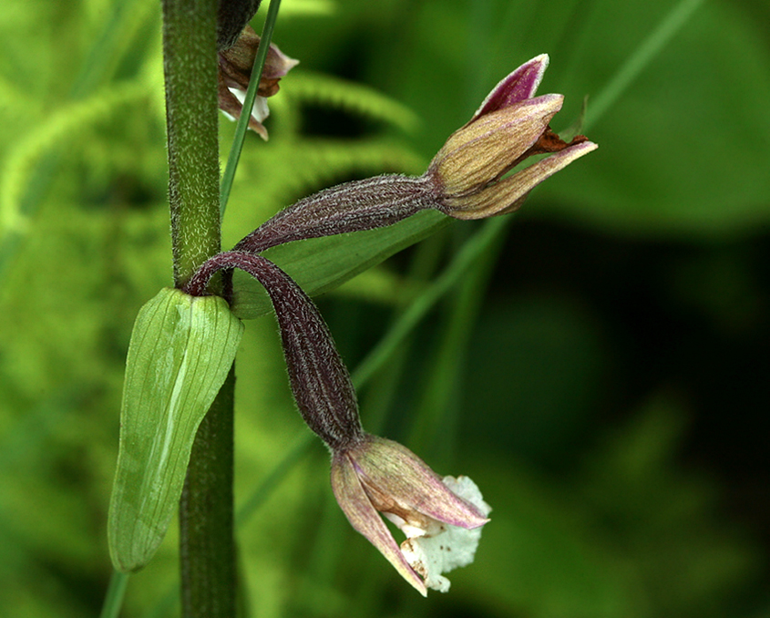 Изображение особи Epipactis palustris.