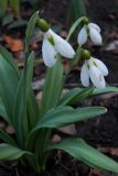 Galanthus plicatus