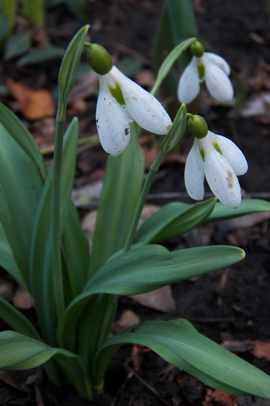 Изображение особи Galanthus plicatus.