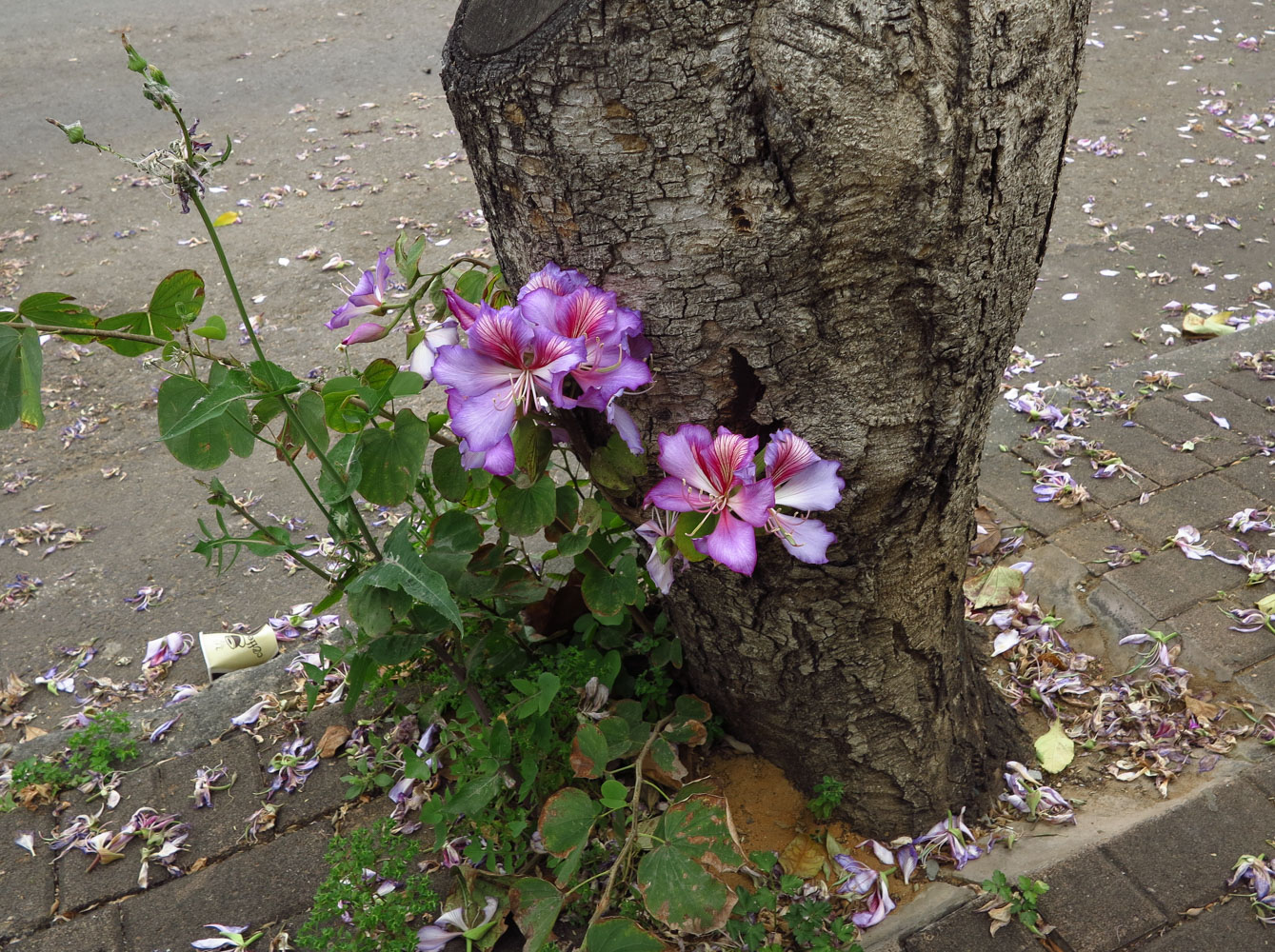 Image of Bauhinia variegata specimen.