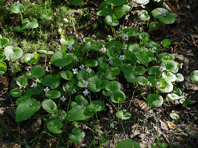 Image of Viola palustris specimen.