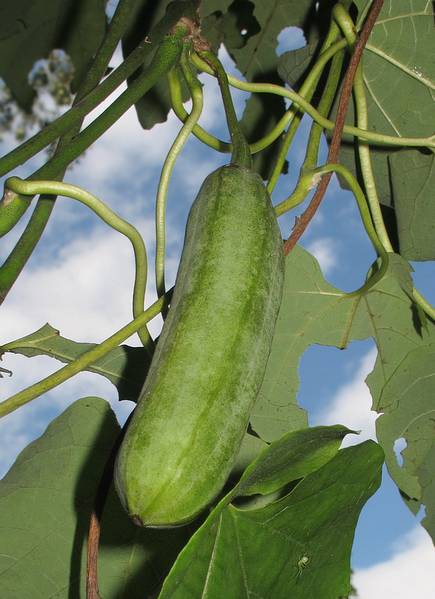 Image of Aristolochia manshuriensis specimen.