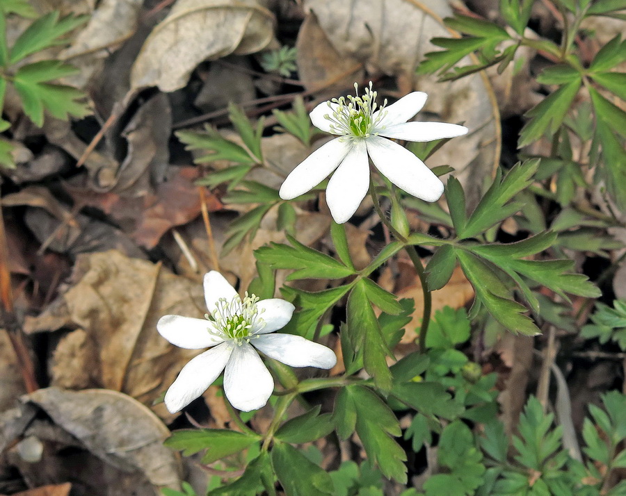 Image of Anemone amurensis specimen.