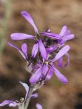 Strigosella turkestanica