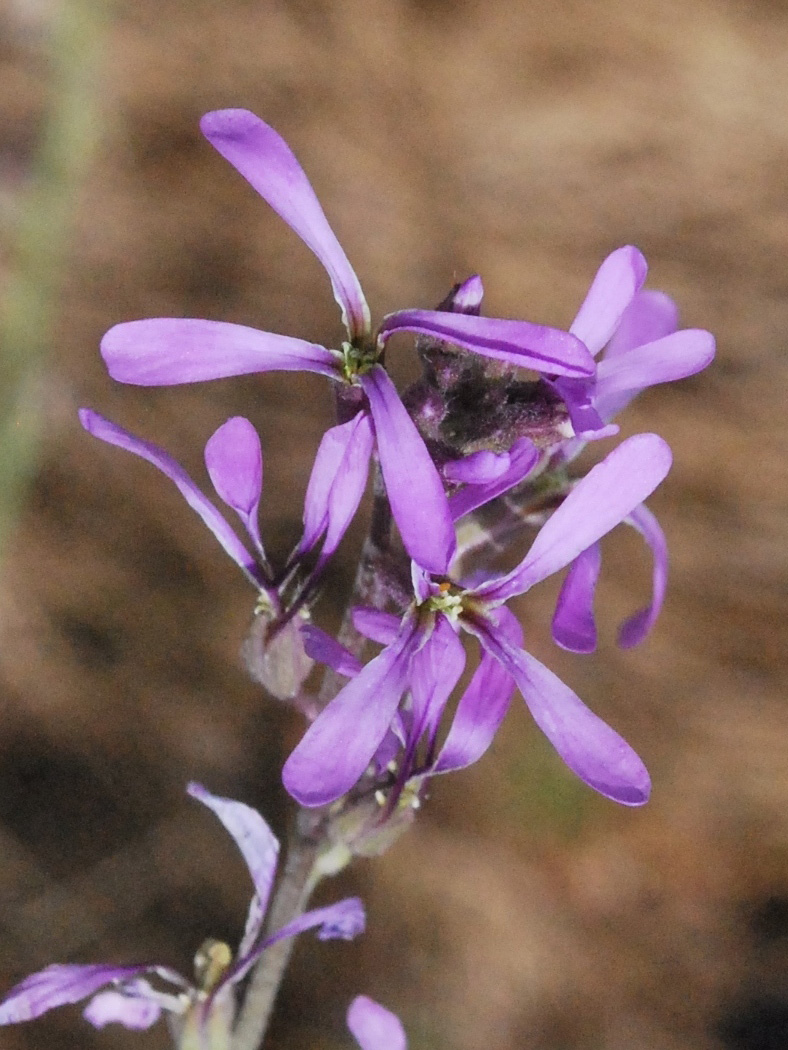 Image of Strigosella turkestanica specimen.