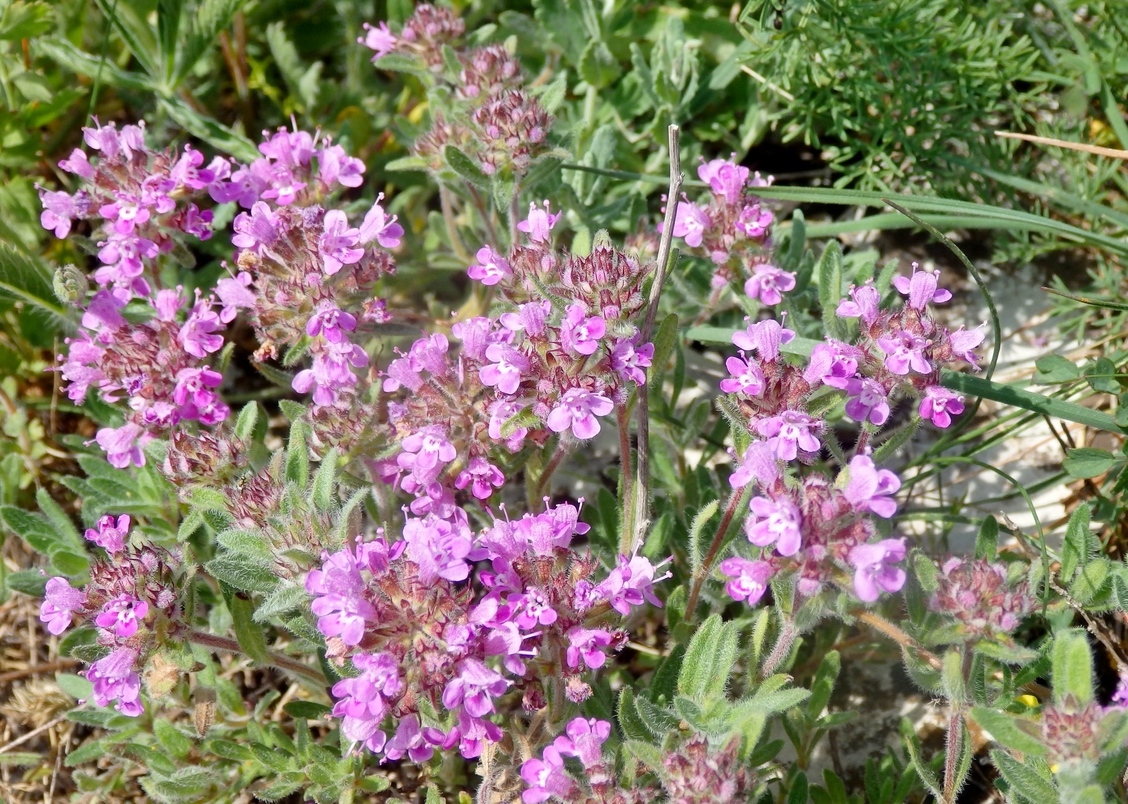 Image of Thymus markhotensis specimen.