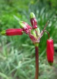 Dichelostemma ida-maia