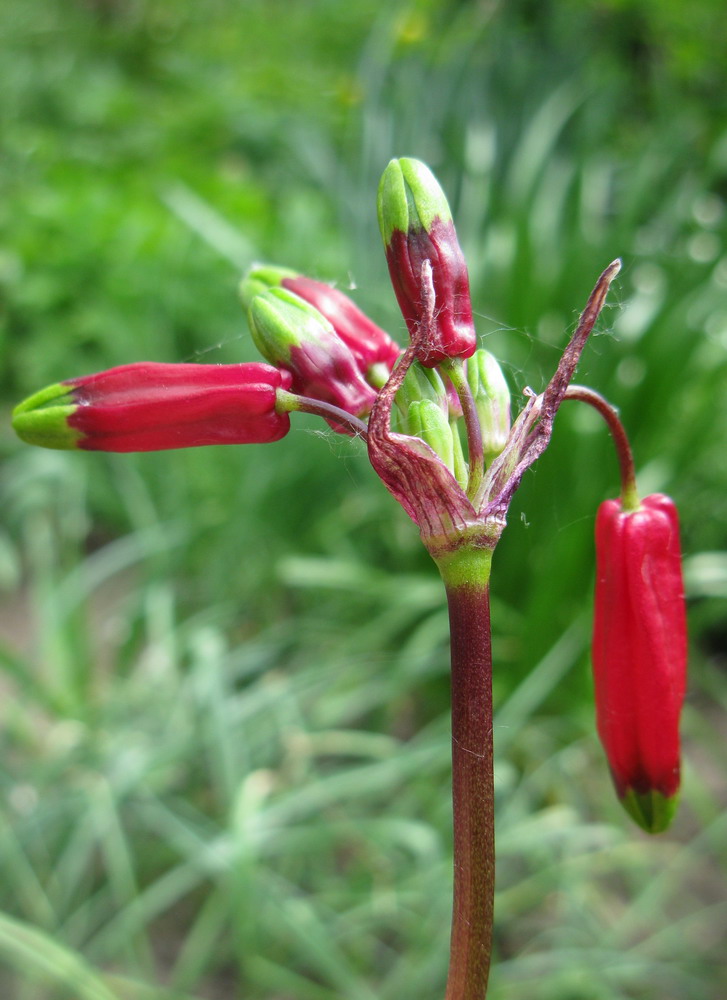 Изображение особи Dichelostemma ida-maia.