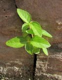 Acalypha australis. Проростки. Украина, г. Луганск, ул. Советская, в щели подпорной стенки. 18.05.2016.