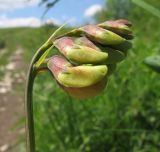 Lathyrus miniatus