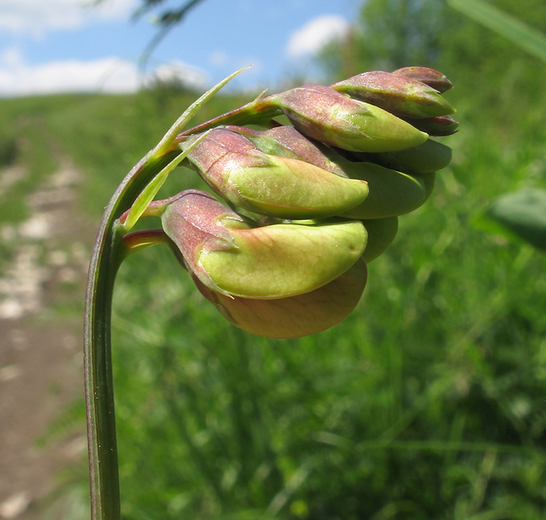 Image of Lathyrus miniatus specimen.