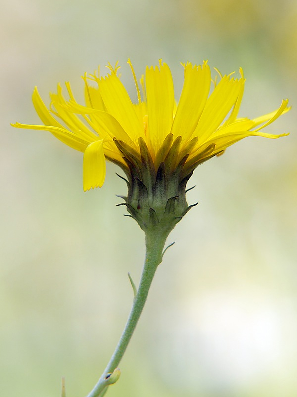 Изображение особи Hieracium umbellatum.