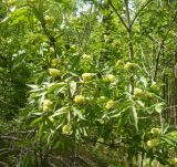 Sambucus sibirica