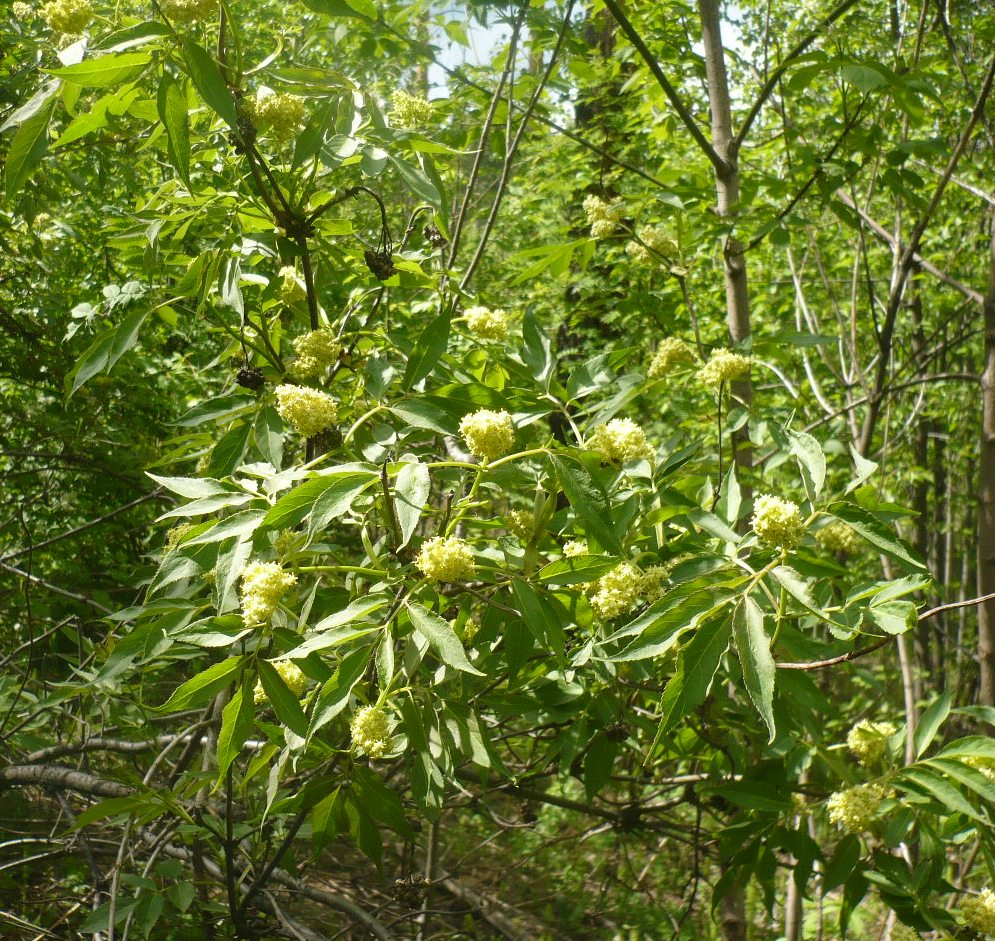 Image of Sambucus sibirica specimen.