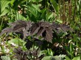 genus Cimicifuga