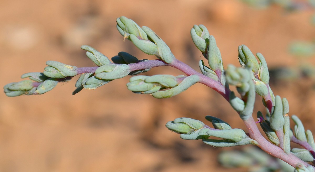 Image of Salsola acutifolia specimen.
