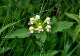 Galeopsis speciosa. Верхушка побега с соцветием. Московская обл., Сергиево-Посадский р-н, окр. дер. Тешилово, луг. 25.06.2016.