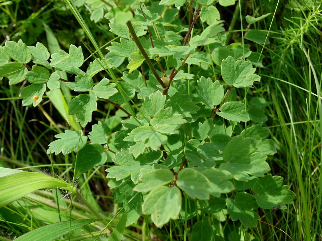 Image of Thalictrum minus specimen.