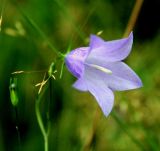 Campanula rotundifolia. Цветок и бутон. Украина, Волынская обл., Ратновский р-н, восточнее с. Залухов, левый берег Выжевского канала возле оз. Святое, сухой луг. 30 июля 2007 г.