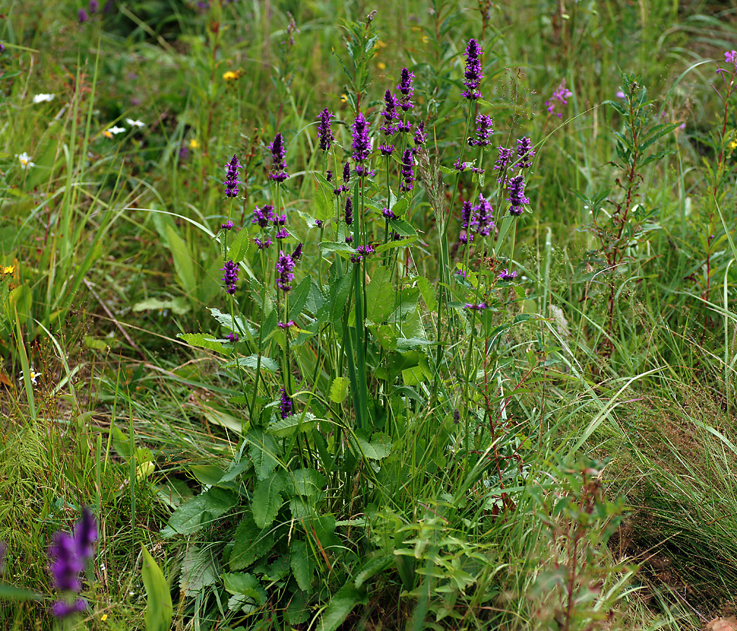 Image of Betonica officinalis specimen.