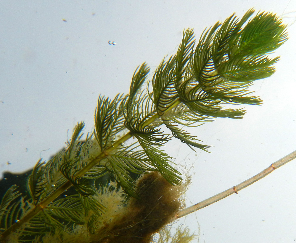 Image of Myriophyllum sibiricum specimen.