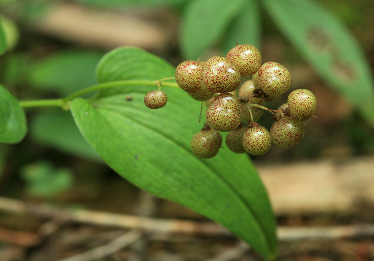 Image of Maianthemum bifolium specimen.
