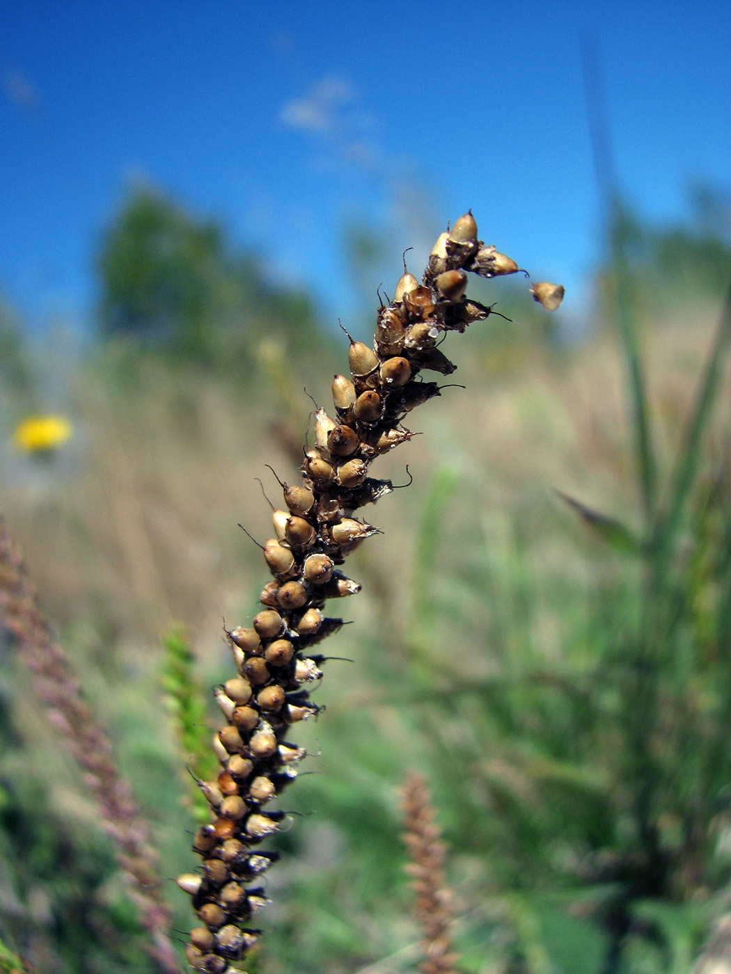 Изображение особи Plantago major.