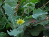 Sonchus oleraceus